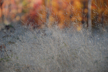 Silver grasses in front of fall colors