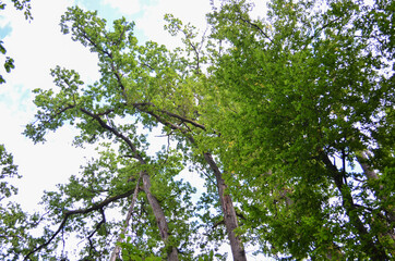 Fototapeta premium Green treetops framing the sunny blue sky with clouds. Space for text. Nature concept.