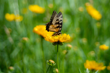 butterfly on a yellow flower
