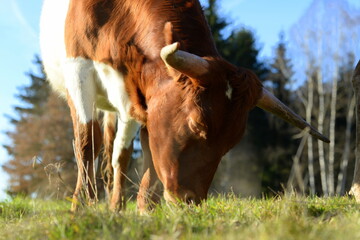 long, longer, longhorn. Beautiful longhorn cows in the sun
