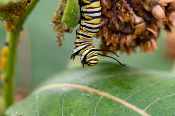 Caterpillar - Monarch