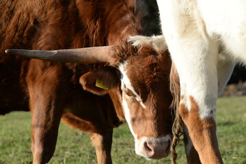 long, longer, longhorn. Beautiful longhorn cows in the sun