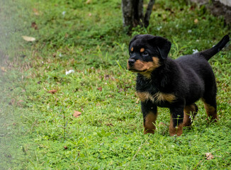 Rottweiler puppy in a backyard