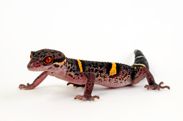 Chinese cave gecko // Hainan-Krallengecko (Goniurosaurus hainanensis)