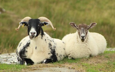 Sheep and her lamb making funny faces