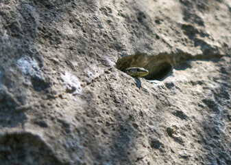 A lizard hiding in the crevice