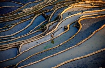 Chinese peasant is walking along the edge of a rice field. Rice terraces of Yunnan province China.