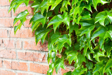 Brick wall with bright green ivy branches background
