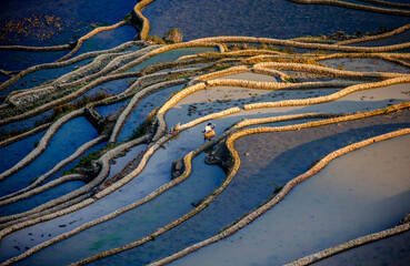 Chinese peasant is walking along the edge of a rice field. Rice terraces of Yunnan province China.