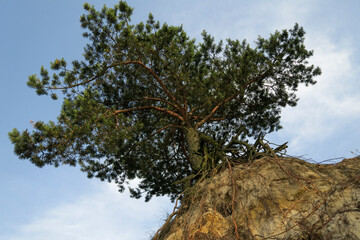 A tree with visible roots after being washed by water