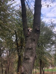 Obraz premium Squirrel 