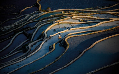 Obraz na płótnie Canvas Chinese peasant is walking along the edge of a rice field. Rice terraces of Yunnan province China.