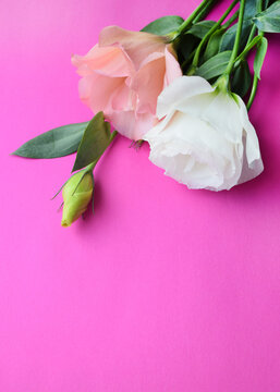 Pink and white lisianthus (eustoma) flowers on a pink background,copy space