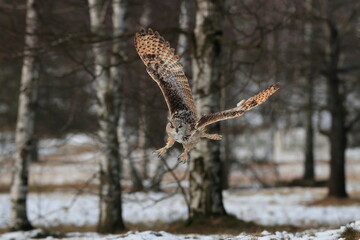 A huge, strong, blonde owl with huge orange eyes flying directly to the photographer on a white snowy trees background. Eurasian Eagle Owl, Bubo bubo sibiricus