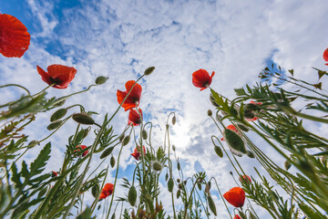 Poppy flowers on the sky background