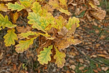 oak tree branch with yellow and brown leaves in autumn forest