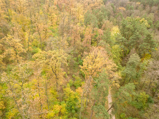 Obraz premium Aerial drone view. Autumn mixed forest. Yellow deciduous trees among green conifers.