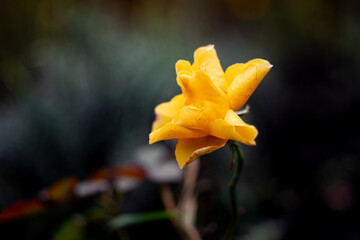 Fall rose on the dark bokeh background