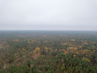 Aerial drone view. Autumn mixed forest. Yellow deciduous trees among green conifers.