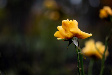 Fall rose on the dark bokeh background