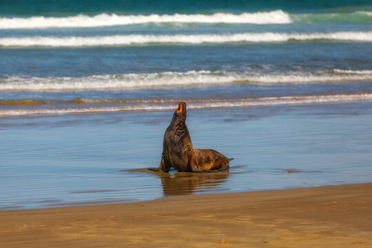 Sea lions at Cannibal Bay, Owaka, New Zealand