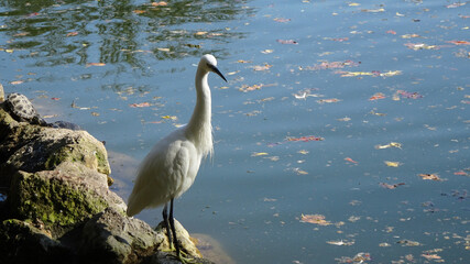 Airone bianco sul lago in autunno