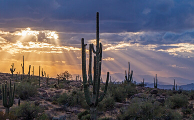 Brilliant Sunbeams In The Arizona Desert 