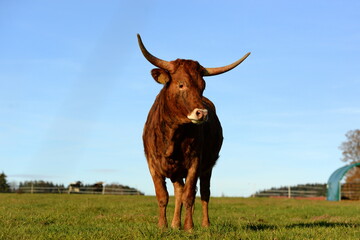 long, longer, longhorn. Beautiful longhorn cows in the sun