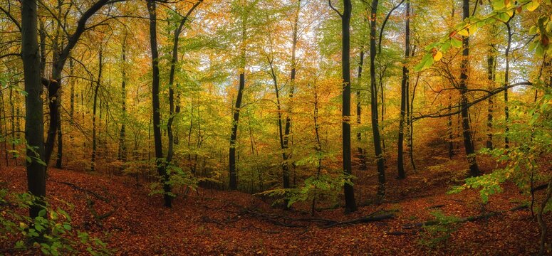 Buchenwald im goldenen Herbst als Panorama