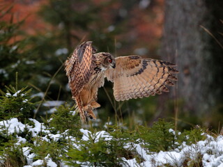 A great strong brown owl with huge red eyes flying through the forest on a red and green trees...