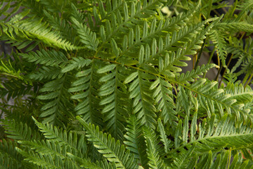 Exotic flora. Natural texture and pattern. Closeup view of Pteris tremula, also known as Australian brake fern, beautiful green fronds and foliage.