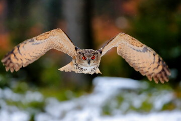 Fototapeta premium A great strong brown owl with huge red eyes flying through the forest directly to the photographer on a red and green trees background. Eurasian Eagle Owl, Bubo bubo.