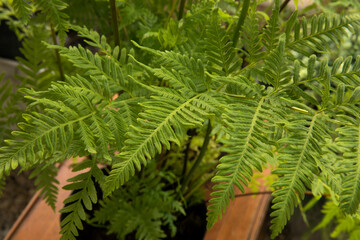 Exotic flora. Natural texture and pattern. Closeup view of Pteris tremula, also known as Australian brake fern, beautiful green fronds and foliage.
