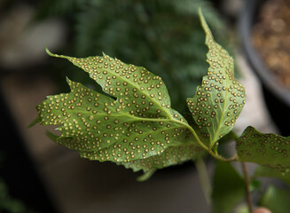 Botany. Flora propagation. Closeup view of a Cyrtomium falcatum fern, also known as Japanese Holly Fern, fronds underside with many reproductive spores, growing in the garden.