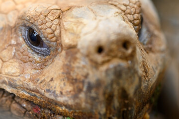 Turtle face close up image. High quality photo