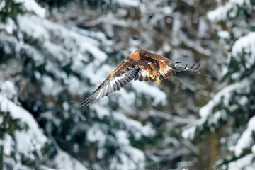 Close-up portrait of Golden Eagle flying in natural environtment, winter time, Aquila chrysaetos.