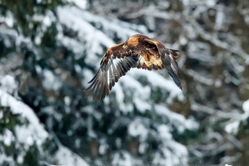 Close-up portrait of Golden Eagle flying in natural environtment, winter time, Aquila chrysaetos.