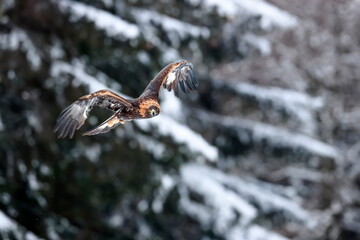 Close-up portrait of Golden Eagle flying in natural environtment, winter time, Aquila chrysaetos.