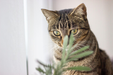 Cat looking at a lavender plant