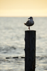 Seagull on the pier, polish coast, Unieście, Poland.
