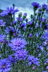 Naklejka premium flowers background