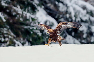 Close-up portrait of Golden Eagle in natural environtment, winter time, Aquila chrysaetos.