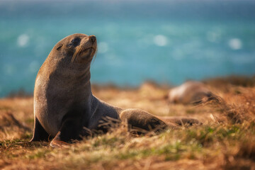 Fototapeta premium Katiki Point Lighthouse, Otago, New Zealand