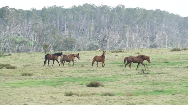 tracking clip of a herd of brumbies running across a hill in kosciuszko national park of nsw, australia
