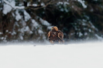 Close-up portrait of Golden Eagle in natural environtment, winter time, Aquila chrysaetos.