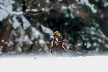 Close-up portrait of Golden Eagle in natural environtment, winter time, Aquila chrysaetos.