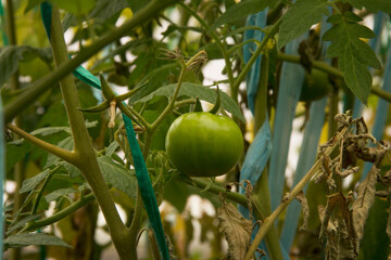 Green tomato planted in an urban garden for personal consumption