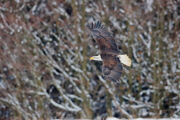 A great strong flying bird of prey with white head in the winter time, snowy forest in the background. Bald Eagle, symbol of the USA, Haliaeetus leucocephalus.