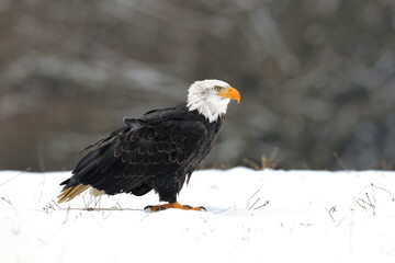 A great strong bird of prey with white head in the winter time, snowy forest in the background. Bald Eagle, symbol of the USA, Haliaeetus leucocephalus.