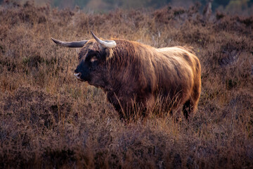scottisch highlander bull